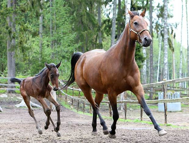 Varsa ja tamma 1 vkoa