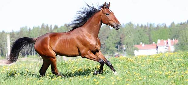 Hevonen laitumella saa riittävästi omega-rasvahappoja